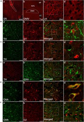 Expression of Dopamine Receptors in the Lateral Hypothalamic Nucleus and Their Potential Regulation of Gastric Motility in Rats With Lesions of Bilateral Substantia Nigra